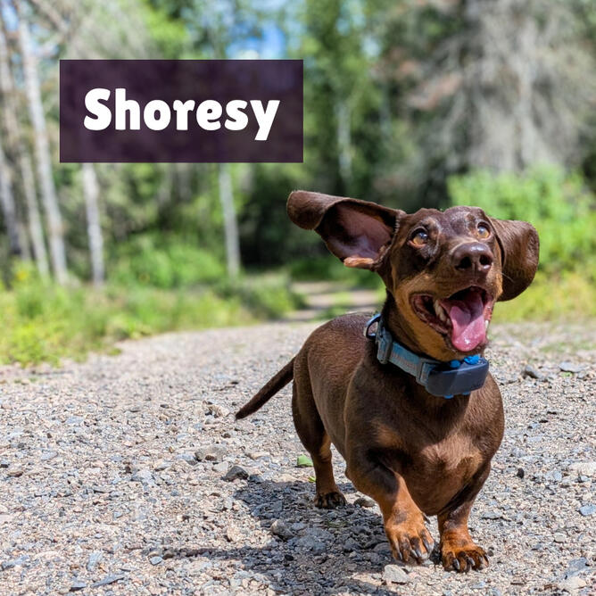 Shoresy is a brown and tan standard dachshund. He is running with his tongue out, ears in the wind, through a forest.