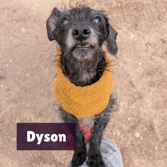 Dyson is a small black & gray, scruffy mini dachshund x toy poodle. He is wearing a mustard yellow sweater, standing on his back legs with his front paws on my leg.