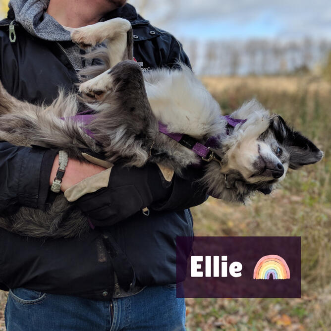 Ellie Ellie was a blue merle Mini Aussie, with one eye and one cloudy eye. She is being carried like a baby with her head relaxed. There is a rainbow beside her name to represent that she crossed the rainbow bridge.