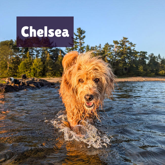 Chelsea is a blonde, scruffy Golden Retriever x Mini Poodle. She is walking towards the camera through the water. Behind her is the shore of Lake Superior as the sun sets.