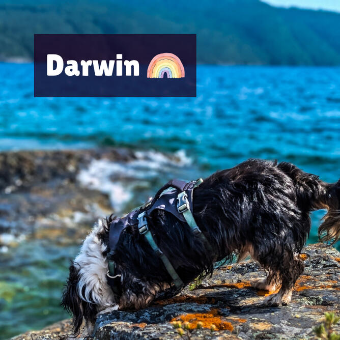 Darwin Darwin was a mini long haired, tricolored, dapple dachshund. He is standing on a rock over the water, leaning forward to sniff. There is a rainbow beside his name representing that he has crossed the rainbow bridge.