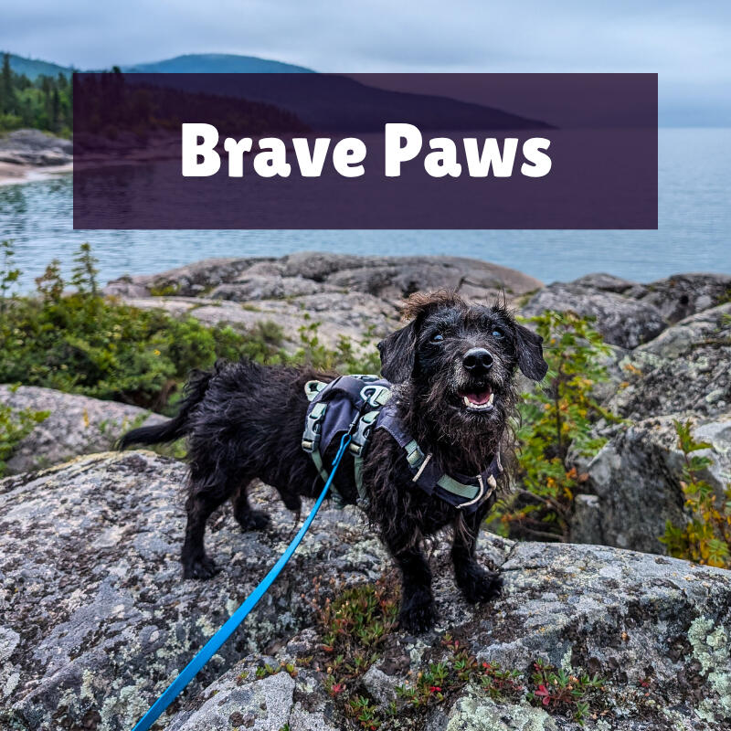 Brave Paws text on top of a photo of a black, scruffy dachshund x toy poodle standing on the rocky shore of Lake Superior at Neys Provincial Park.