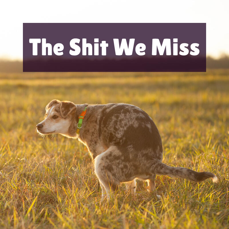 The Shit We Miss Text on top of a photo of a medium sized, short haired, merle dog pooping in a grassy field.