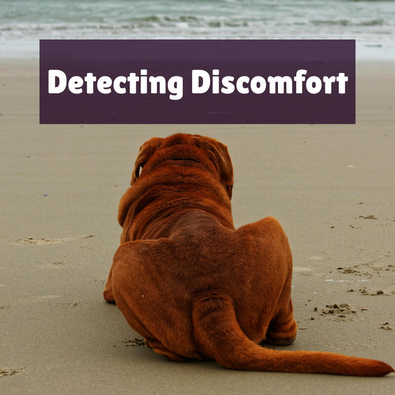 Detecting Discomfort text on top of a photo of a large, red, shorthaired dog laying on the sandy shore.