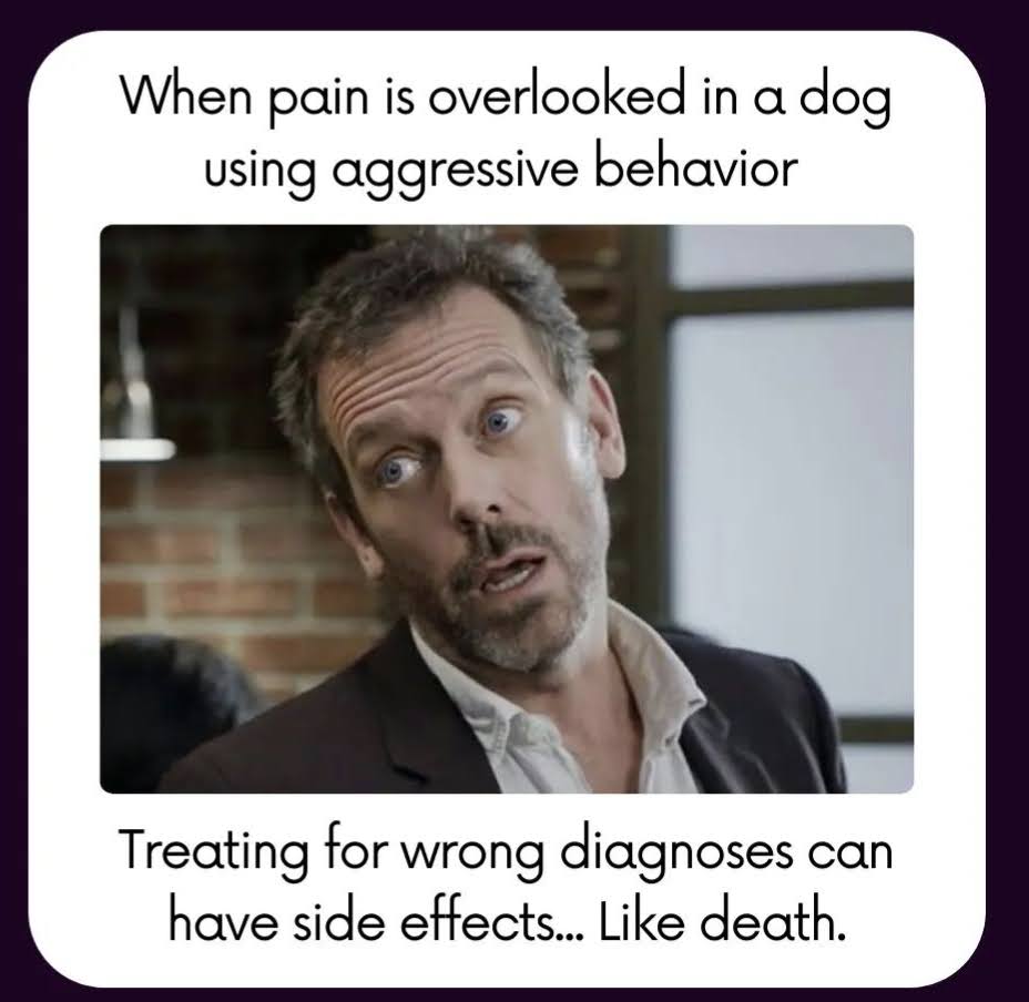 Text across top: When pain is overlooked in a dog using aggressive behavior.  Image: House with his head cocked to the side, with side eye and sarcastic open mouth expression.  Text across bottom: Treating for wrong diagnoses can have side effects... like death